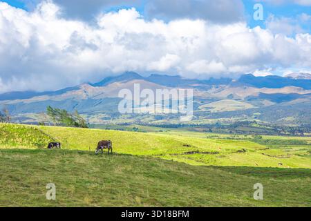 Une vue pittoresque sur les collines verdoyantes avec des vaches en pâturage sous un ciel lumineux à Puracé, Cauca, Colombie, mettant en valeur la beauté naturelle de la région. Banque D'Images