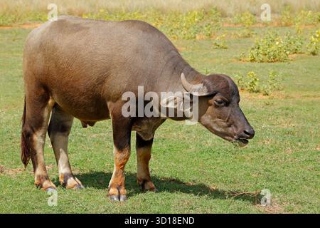 Buffle d'eau asiatique (Bubalus bubalis) se tenant dans un habitat naturel Banque D'Images