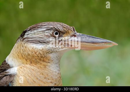 Gros plan d'un kookaburra (Dacelo novaeguineae) riant, Australie méridionale Banque D'Images