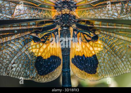 Macro aile Dragonfly montrant des veines complexes, des membranes transparentes et des motifs et textures jaunes, noirs et verts vifs en lumière naturelle, Full-fra Banque D'Images