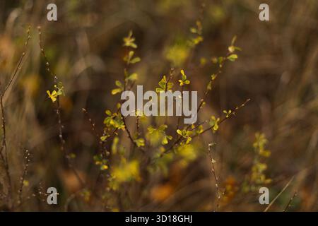 Petites branches avec des feuilles jaunes dans la mise au point douce. Photo de haute qualité Banque D'Images