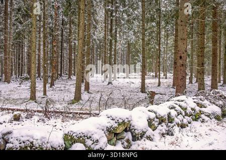 Vieux murs de pierre dans une forêt d'épicéa avec de la neige et du gel en hiver Banque D'Images