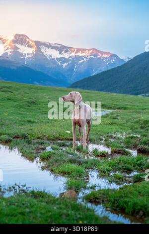Un Weimaraner (chien de chasse) debout dans une flaque sur un pré de montagne vert au coucher du soleil, avec de superbes sommets enneigés en arrière-plan Banque D'Images