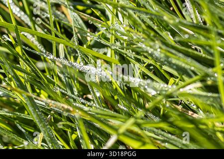 Perles de rosée sur prairie Banque D'Images