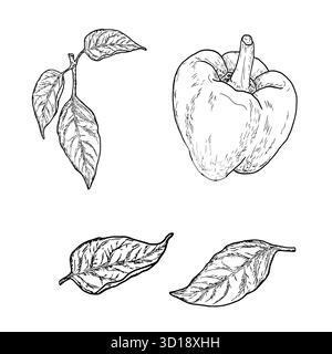 Poivre bulgare et brins avec des feuilles croquis. Illustration vectorielle. Légumes frais de la ferme, un ensemble de silhouettes, isolé sur fond blanc. Thème Illustration de Vecteur