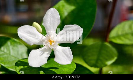 gros plan macro fleurs blanches uniques en forme d'étoile, probablement un type de jasmin, de gardénia ou de jasmin crêpé, avec un fond vert flou et flou. Banque D'Images