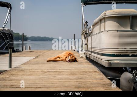 Chien courant brun bronzant sur le quai à côté du bateau sur le lac Banque D'Images