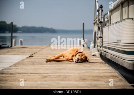 Happy Sleepy Dog allongé sur le quai de bateau à côté du ponton bateau le jour d'été Banque D'Images