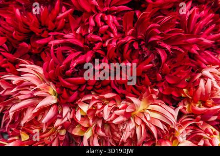 Fleurs de chrysanthème artificiel rouge et pêche en arrangement dense. Textures florales synthétiques, nature artificielle, chromothérapie, art botanique Banque D'Images