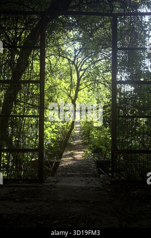 Portail métallique au début d'une bande de béton avec des arbres autour d'elle dans une forêt Banque D'Images
