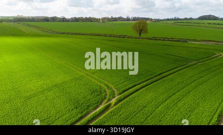 Photographie aérienne montrant les lignes de culture et les motifs des champs dans les terres agricoles vertes entourant Whitwell et Reepham, Norfolk, Angleterre. Banque D'Images