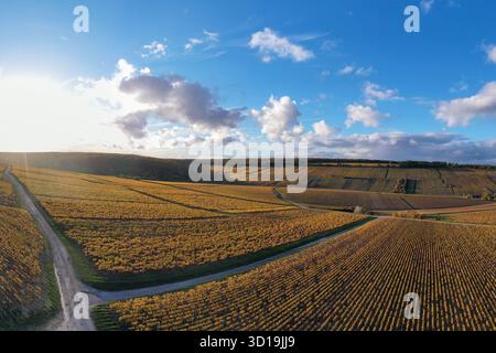 Vignobles en Bourgogne, France, baignés par le soleil d'automne doré Banque D'Images