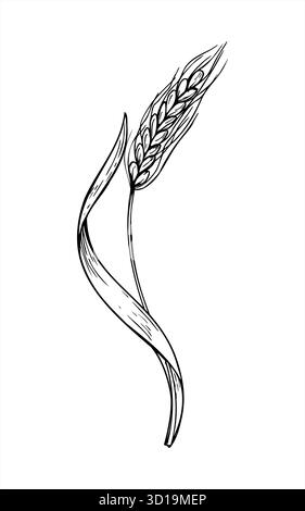 Épi-épi d'oreilles de blé mûr avec illustration isolée de vecteur monochrome de feuille peinte par des encres noires. Dessin de gravure de plantes à grains pour agricole rustique Illustration de Vecteur