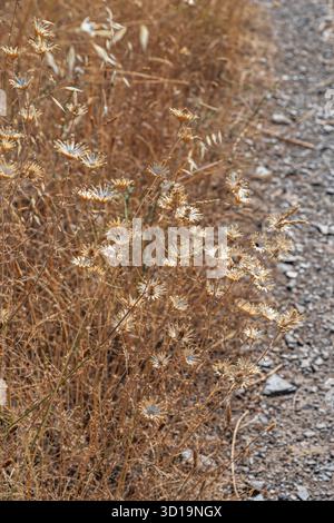 Branche de balai jaune en pleine floraison estivale avec des grappes tombantes de fleurs dorées parfumant l'air chaud Banque D'Images