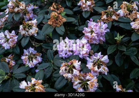 Vue d'un amas de fleurs de rhododendron violet clair avec quelques fleurs décolorées et des feuilles vertes dans le parc Wallanlagen à Brême en Allemagne le 18 juin 20 Banque D'Images