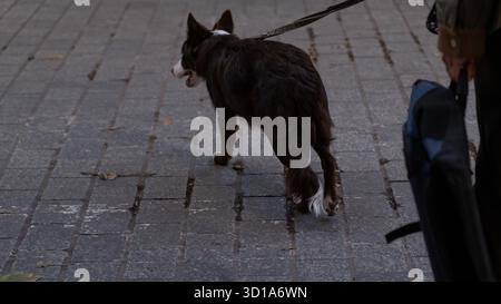 Un Border Collie marron et blanc marchant en laisse le long d'un trottoir pavé à côté de son propriétaire. Mode de vie urbain pour animaux de compagnie, promenade quotidienne et thème de compagnie. Banque D'Images