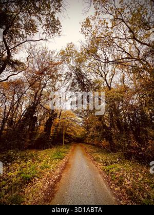 Photographie d'une voie de campagne dans le sud du Norfolk, en Angleterre, bordée d'arbres et de feuilles d'automne. Tonalités automnales. Banque D'Images