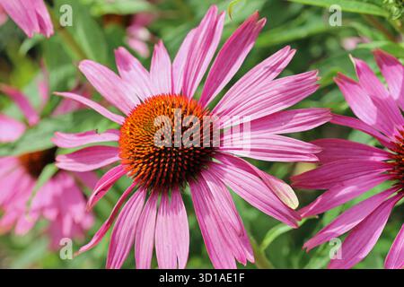 Coneflower violet, Echinacea purpurea, variété Rubinstern, fleurs en gros plan avec un fond flou de feuilles. Banque D'Images
