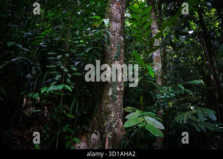 Épais sous-bois de forêt tropicale en Malaisie avec de grands arbres, un feuillage vert luxuriant et des vignes éclairées par une douce lumière naturelle Banque D'Images