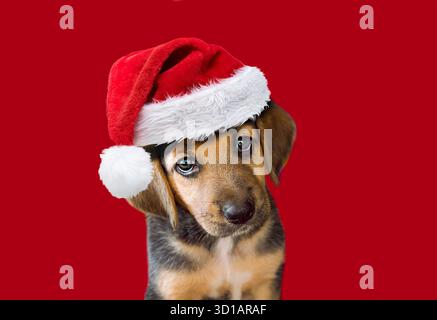 Chien chiot assis mignon dans un Noël - chapeau de Père Noël. Isolé sur fond rouge Banque D'Images