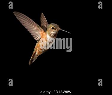 Colibri à queue large femelle/mâle immature volant sur un fond sombre. Banque D'Images