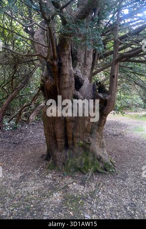 L'arbre de 300 ans Common/Domesday Yew (Taxus Baccata) exposé à Exbury Gardens, New Forest, Hampshire, Angleterre, U. Banque D'Images