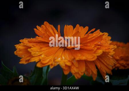 Fleur d'orange dans la lumière ombragée Banque D'Images