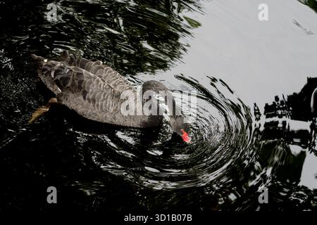 Black Swan ondule à travers les reflets Banque D'Images