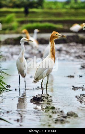 Deux aigrettes de bovins (alias Kuntul Kerbau), l'une dorée et l'autre blanche, se tiennent en alerte sur un champ de riz boueux entouré par d'autres oiseaux dans la focalisation douce. Banque D'Images