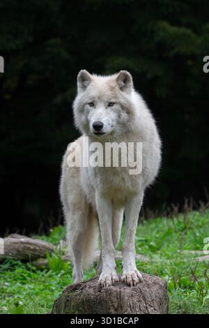Loup arctique / loup blanc / loup polaire (Canis lupus arctos) au zoo, originaire de la toundra de l'extrême-Arctique du Canada Banque D'Images