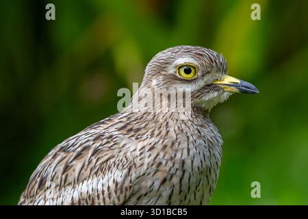 Curlew de pierre eurasien / gros plan du genou épais eurasien (Burhinus oedicnemus) Banque D'Images