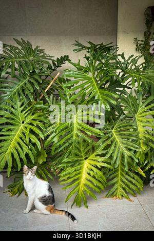 Un chat calico est assis calmement devant de grandes feuilles vertes luxuriantes de philodendron selloum sur un balcon ou un patio. Banque D'Images