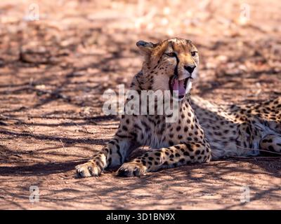 Un guépard bâillant (Acinoyx jubatus), photographié au Cheetah conservation Fund. Le Fonds de conservation Otjiwarongo Cheetah est situé en Namibie. Banque D'Images