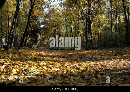 Laisse couvrir un sentier forestier paisible, illuminé par la lumière douce du soleil en automne. Banque D'Images