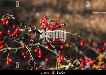 Baies d'aubépine rouge illuminées par le soleil. Forêt d'automne dans le nord de la Moldavie. Banque D'Images