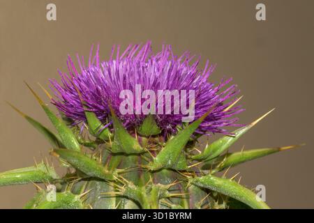 Une photographie en gros plan extrême (macro) de la tête de fleur violette frappante du chardon-Marie (Silybum marianum). L'image met en évidence le dense, fibr Banque D'Images