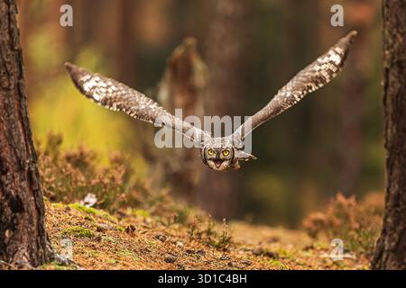 L'aigle-hibou tacheté (Bubo africanus), également connu sous le nom d'aigle-hibou tacheté africain à contrejour Banque D'Images