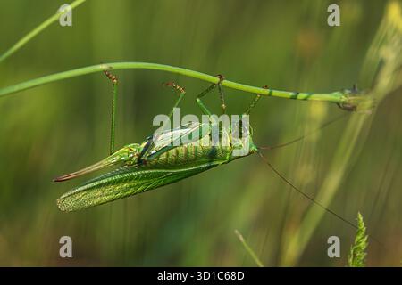 Tettigonia viridissima, le grand cricket vert du Bush, Banque D'Images