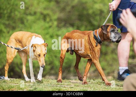 Le Boxer est une race de chien à poil court de taille moyenne à grande, de type mastiff, développée en Allemagne. Banque D'Images
