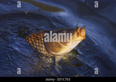 La carpe eurasienne ou carpe européenne (Cyprinus carpio), largement connue sous le nom de carpe commune Banque D'Images