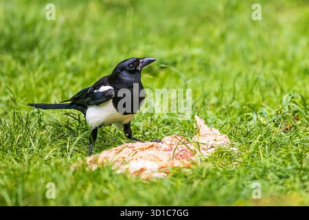 Mâle la pie eurasienne ou pie commune (Pica pica) Banque D'Images