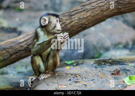Le macaque à queue de cochon du sud (Macaca nemestrina), également connu sous le nom de macaque à queue de cochon Sundaland Banque D'Images