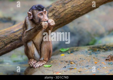 Le macaque à queue de cochon du sud (Macaca nemestrina), également connu sous le nom de macaque à queue de cochon Sundaland et macaque à queue de cochon Sunda Banque D'Images