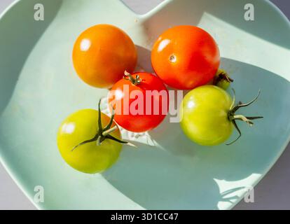 Saine et pleine saveur, fraîchement cueillies, petites tomates rouges et vertes biologiques, sont placées sur un seuil de veuve exposé au sud ensoleillé d'une maison domestique en Eng Banque D'Images