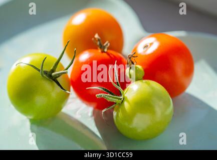Saine et pleine saveur, fraîchement cueillies, petites tomates rouges et vertes biologiques, sont placées sur un seuil de veuve exposé au sud ensoleillé d'une maison domestique en Eng Banque D'Images