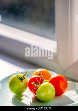Saine et pleine saveur, fraîchement cueillies, petites tomates rouges et vertes biologiques, sont placées sur un seuil de veuve exposé au sud ensoleillé d'une maison domestique en Eng Banque D'Images