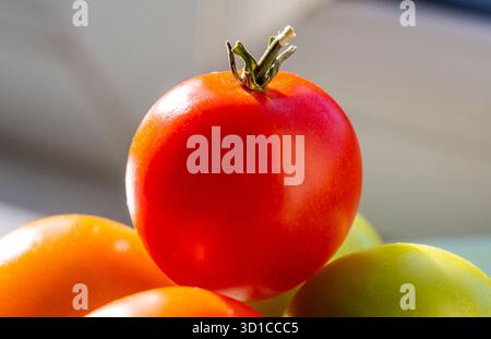 Saine et pleine saveur, fraîchement cueillies, petites tomates rouges et vertes biologiques, sont placées sur un seuil de veuve exposé au sud ensoleillé d'une maison domestique en Eng Banque D'Images