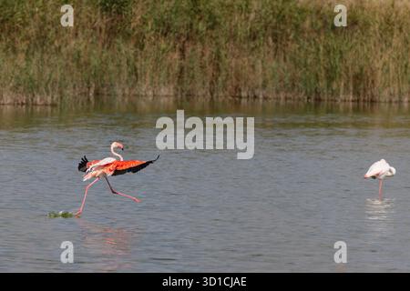 Le grand flamant rose (Phoenicopterus roseus) débarquant dans un lagon de Camargue, France. Banque D'Images
