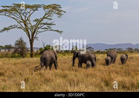 Une famille d’éléphants, dont deux veaux, paissent dans le parc national du Serengeti, en Tanzanie, à la recherche de nourriture et d’eau. Banque D'Images