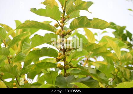 Ficus racemosa - Figs en grappe ou Figs gulaires, un arbre sacré et médicinal de la nature Banque D'Images